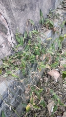 Commelina