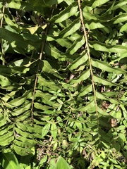 Meniscium reticulatum