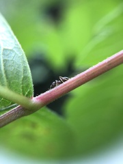 Lasius