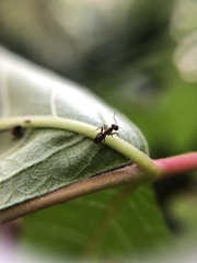 Lasius