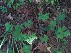 Geranium goldmanii