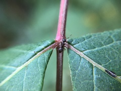Lasius