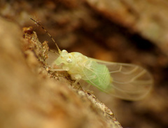 Cacopsylla annulata