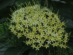Tarenna dallachiana