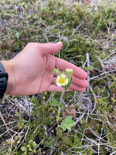 Tall Cinquefoil