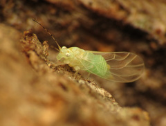 Cacopsylla annulata