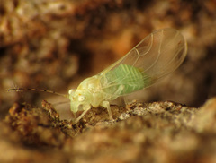 Cacopsylla annulata