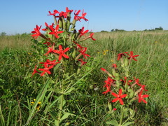 Silene regia