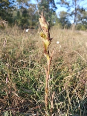 Dichromanthus michuacanus