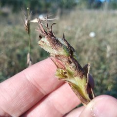 Dichromanthus michuacanus