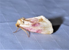 Chamaeclea basiochrea
