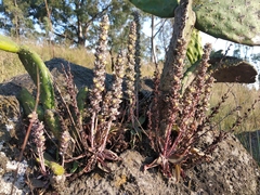 Thompsonella minutiflora