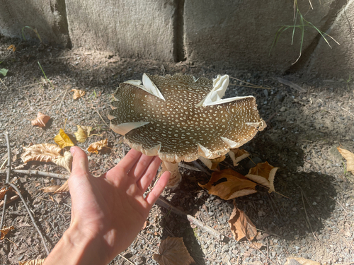 Amanita ibotengutake