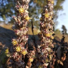 Thompsonella minutiflora