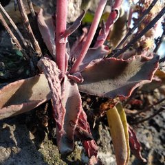 Thompsonella minutiflora