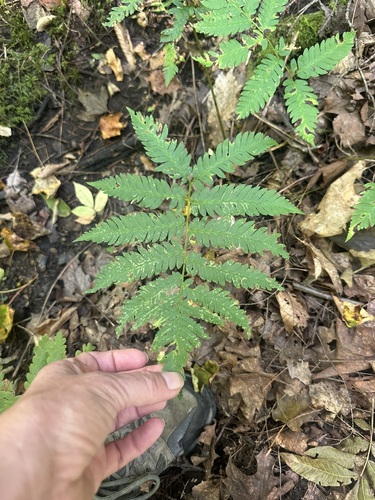 Dryopteris goldieana, photograph 5