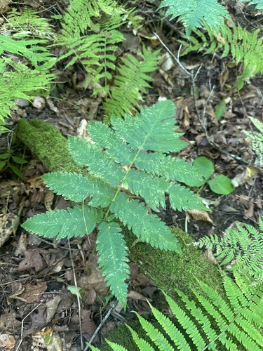 Dryopteris goldieana, photograph 4