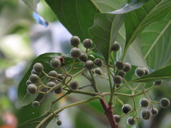 Tarenna dallachiana