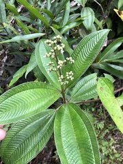 Terciopelo