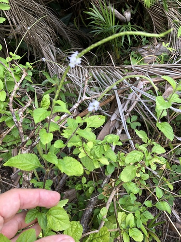 Stachytarpheta cayennensis