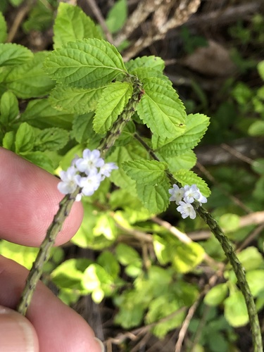 Stachytarpheta cayennensis