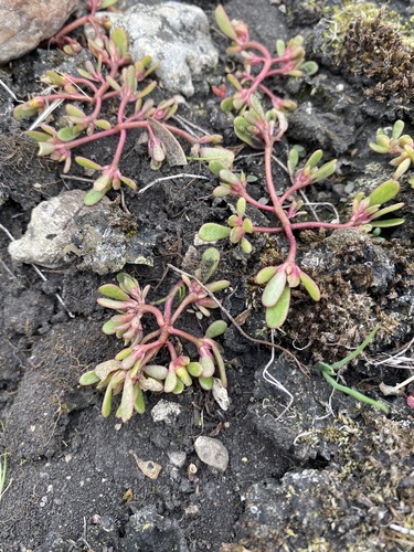 Common Purslane