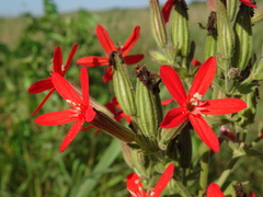 Silene regia