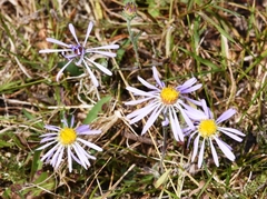 Symphyotrichum spathulatum