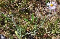 Symphyotrichum spathulatum