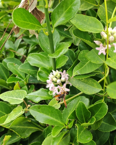 棕泥胡蜂