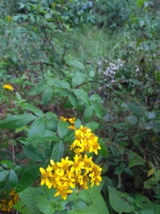 Bidens reptans