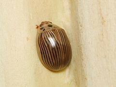 Paropsisterna intacta