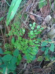 Adiantum andicola
