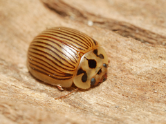 Paropsisterna intacta