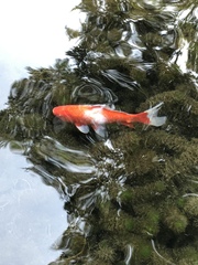 Cyprinus rubrofuscus