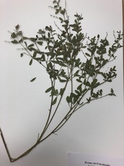 Pediomelum tenuiflorum