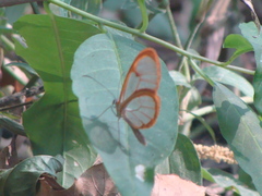 Pteronymia rufocincta