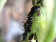 Lasius