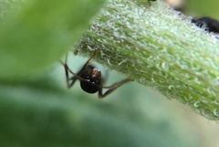 Lasius