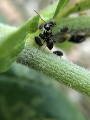 Lasius