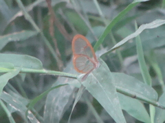 Pteronymia rufocincta