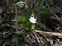 Pteridium latiusculum japonicum