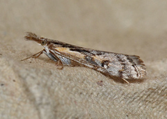Hednota pedionoma