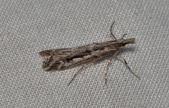 Tawhitia pentadactyla