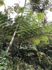 Cyathea arborea