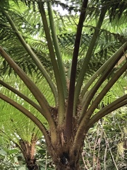 Cyathea arborea