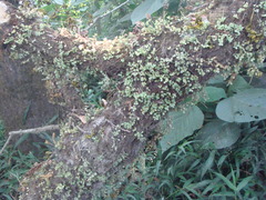 Peperomia berlandieri