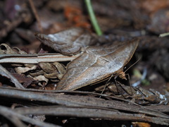 Nadagara vigaia
