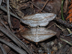 Nadagara vigaia
