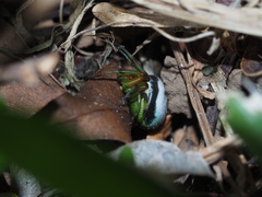 Bijoaraneus